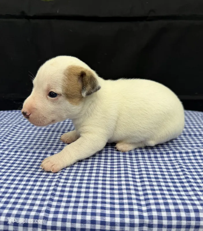 Layla Boy 4 – Jack Russell Terrier puppy for sale in Guyton, GA