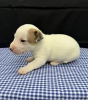 Layla Boy 4, a male Jack Russell Terrier for sale in Guyton, GA – 1 of 6