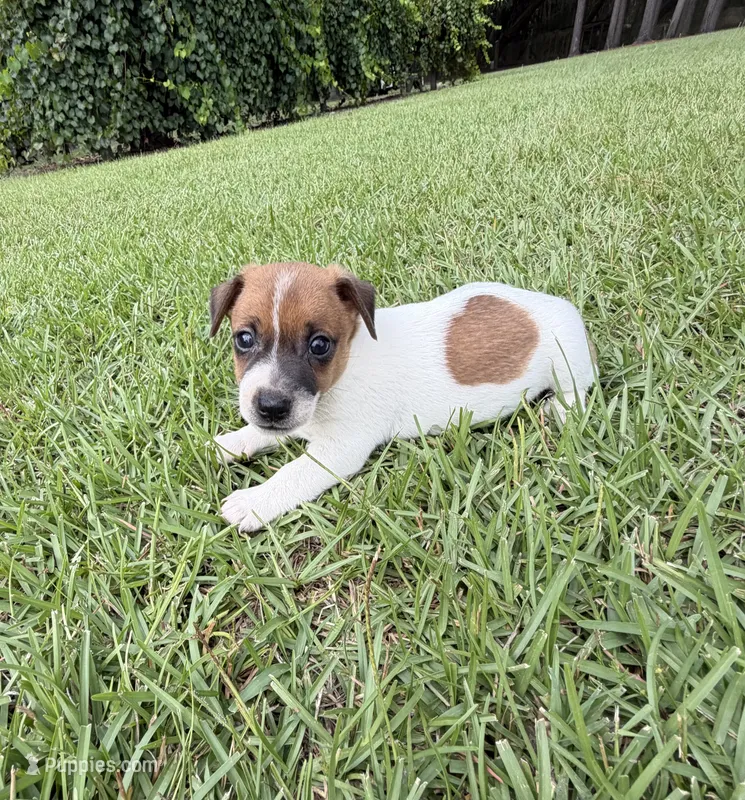 Layla Boy 5 – Jack Russell Terrier puppy for sale in Guyton, GA