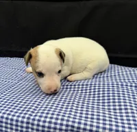 Layla Boy 4, a male Jack Russell Terrier for sale in Guyton, GA – 2 of 6