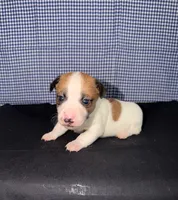 processed/d3e46b79-4ef7-4387-9a14-c6fe0b6fda09/listing/9c96a2ea-a966-4535-8a3f-a80e6089c00d/5a78b2b5-287b-4cb0-85aa-931715b3bc38