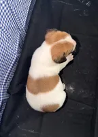 processed/d3e46b79-4ef7-4387-9a14-c6fe0b6fda09/listing/9c96a2ea-a966-4535-8a3f-a80e6089c00d/97024de5-968b-419f-9d95-32ace4dfc1f8