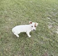 Layla Girl 2, a female Jack Russell Terrier for sale in Guyton, GA – 3 of 7