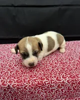 Layla Girl 3, a female Jack Russell Terrier for sale in Guyton, GA – 5 of 6
