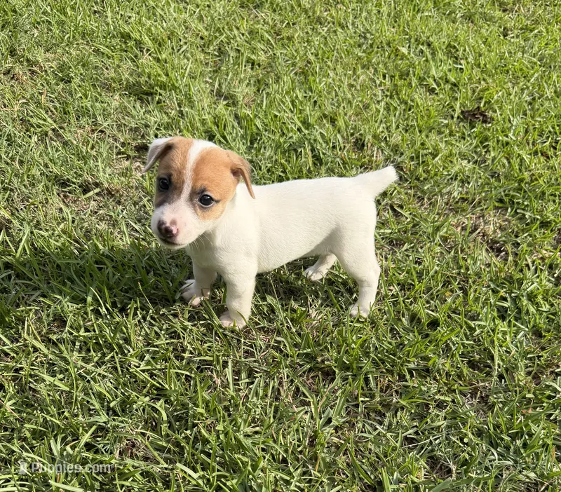 Molly Girl 2 – Jack Russell Terrier puppy for sale in Guyton, GA