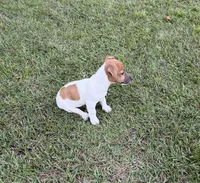 Molly Girl 4, a female Jack Russell Terrier for sale in Guyton, GA – 7 of 10