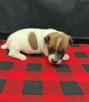Layla Boy 5, a male Jack Russell Terrier for sale in Guyton, GA – 4 of 7