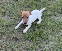 Molly Girl 1, a female Jack Russell Terrier for sale in Guyton, GA – 2 of 8