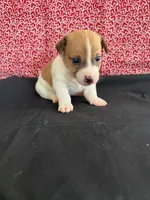Sadie Boy 3, a male Jack Russell Terrier for sale in Guyton, GA – Photo 2 of 8