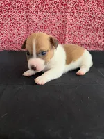 Sadie Boy 3, a male Jack Russell Terrier for sale in Guyton, GA – Photo 5 of 8