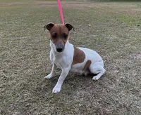 Sadie Boy 3, a male Jack Russell Terrier for sale in Guyton, GA – Photo 7 of 8