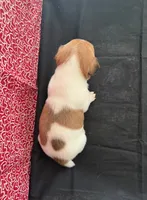 Sadie Boy 3, a male Jack Russell Terrier for sale in Guyton, GA – Photo 3 of 8