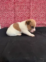 Sadie Boy 3, a male Jack Russell Terrier for sale in Guyton, GA – Photo 4 of 8