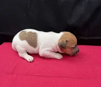 Molly Girl 4, a female Jack Russell Terrier for sale in Guyton, GA – 4 of 8
