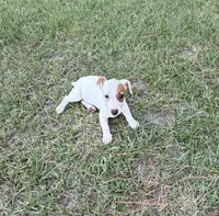 Layla Girl 2, a female Jack Russell Terrier for sale in Guyton, GA – 1 of 7