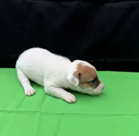 Molly Girl 2, a female Jack Russell Terrier for sale in Guyton, GA – 4 of 7