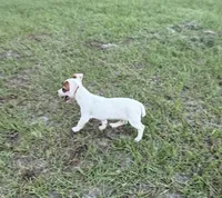 Layla Girl 2, a female Jack Russell Terrier for sale in Guyton, GA – 6 of 7