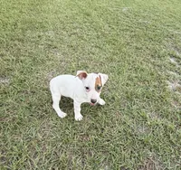 Layla Girl 2, a female Jack Russell Terrier for sale in Guyton, GA – 5 of 7