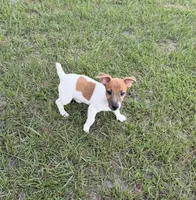 Molly Girl 4, a female Jack Russell Terrier for sale in Guyton, GA – 1 of 10