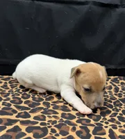 Molly Girl 1, a female Jack Russell Terrier for sale in Guyton, GA – 5 of 5