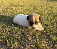 Miracle Girl 1, a female Jack Russell Terrier for sale in Guyton, GA – Photo 2 of 8