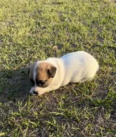Miracle Girl 1, a female Jack Russell Terrier for sale in Guyton, GA – Photo 4 of 8