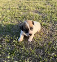 Miracle Girl 1, a female Jack Russell Terrier for sale in Guyton, GA – Photo 6 of 8