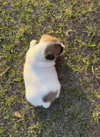 Miracle Girl 1, a female Jack Russell Terrier for sale in Guyton, GA – Photo 8 of 8