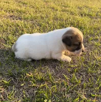 Miracle Girl 1, a female Jack Russell Terrier for sale in Guyton, GA – Photo 5 of 8