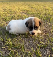 Miracle Girl 1, a female Jack Russell Terrier for sale in Guyton, GA – Photo 3 of 8