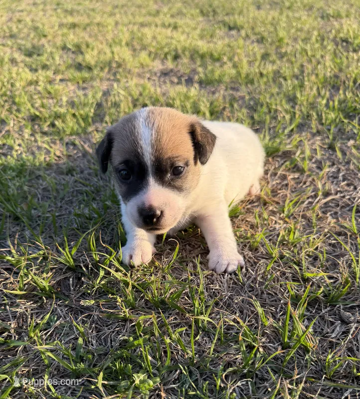 Miracle Girl 1, a female Jack Russell Terrier for sale in Guyton, GA – Photo 1 of 8