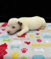 Layla Girl 1, a female Jack Russell Terrier for sale in Guyton, GA – 3 of 7
