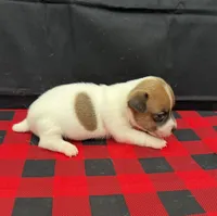 Layla Boy 5, a male Jack Russell Terrier for sale in Guyton, GA – 2 of 7