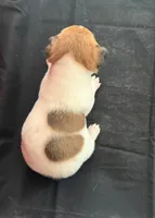 processed/d3e46b79-4ef7-4387-9a14-c6fe0b6fda09/listing/f2da138a-f9c2-4312-89ce-4a44ef28627a/0192ceca-6df2-4041-b876-44c3c9791b5e