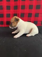 processed/d3e46b79-4ef7-4387-9a14-c6fe0b6fda09/listing/f2da138a-f9c2-4312-89ce-4a44ef28627a/caeb63dd-1589-4e9c-8486-f5ccb0f8884b