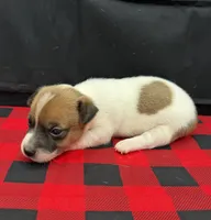 Layla Boy 5, a male Jack Russell Terrier for sale in Guyton, GA – 3 of 7