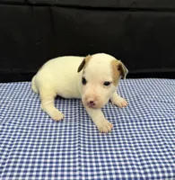 Layla Boy 4, a male Jack Russell Terrier for sale in Guyton, GA – 6 of 6