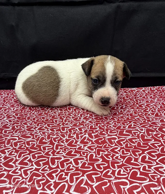Layla Girl 3 – Jack Russell Terrier puppy for sale in Guyton, GA