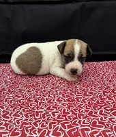 Layla Girl 3, a female Jack Russell Terrier for sale in Guyton, GA – 1 of 6