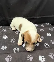 Molly Girl 3, a female Jack Russell Terrier for sale in Guyton, GA – 4 of 7