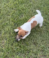 Molly Girl 4, a female Jack Russell Terrier for sale in Guyton, GA – 4 of 10