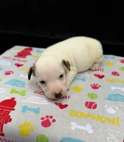 Layla Girl 1, a female Jack Russell Terrier for sale in Guyton, GA – 1 of 7