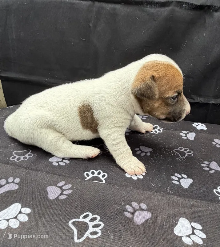 Molly Girl 3 – Jack Russell Terrier puppy for sale in Guyton, GA
