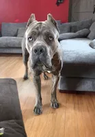 Enzo, a male Cane Corso for sale in Council Bluffs, IA – Photo 4 of 6