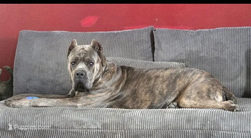 Enzo – Cane Corso puppy for sale in Council Bluffs, IA