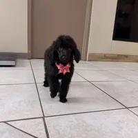 Pinky, a female Poodle - Standard  for sale in Houston, TX – 5 of 10