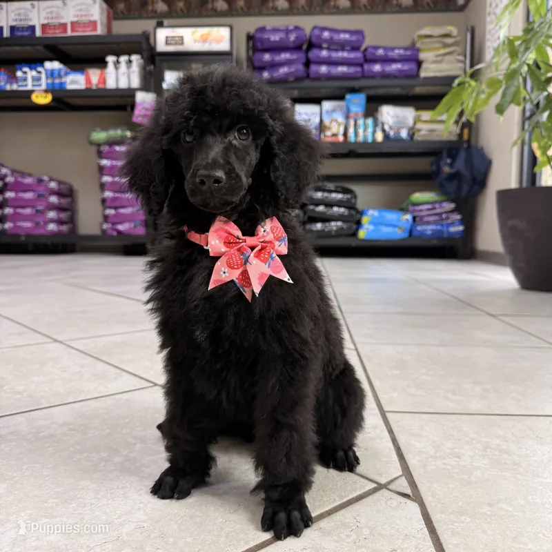 Pinky – Poodle - Standard  puppy for sale in Houston, TX