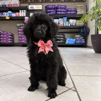 Pinky, a female Poodle - Standard  for sale in Houston, TX – 1 of 10