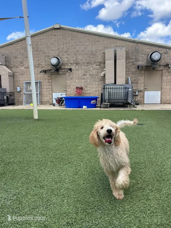 Kiwi – Poodle - Standard  puppy for sale in Houston, TX