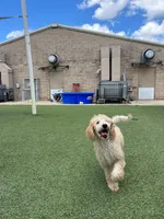 Kiwi, a female Poodle - Standard  for sale in Houston, TX – 1 of 5